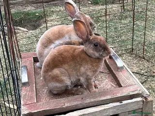 Rex rabbits Mini Rex - Advert 2
