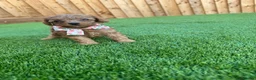 Cockapoo dogs for sale: 🐾 Adorable F1BB Teddy bear toy cockapoos 🐾 - Advert 17