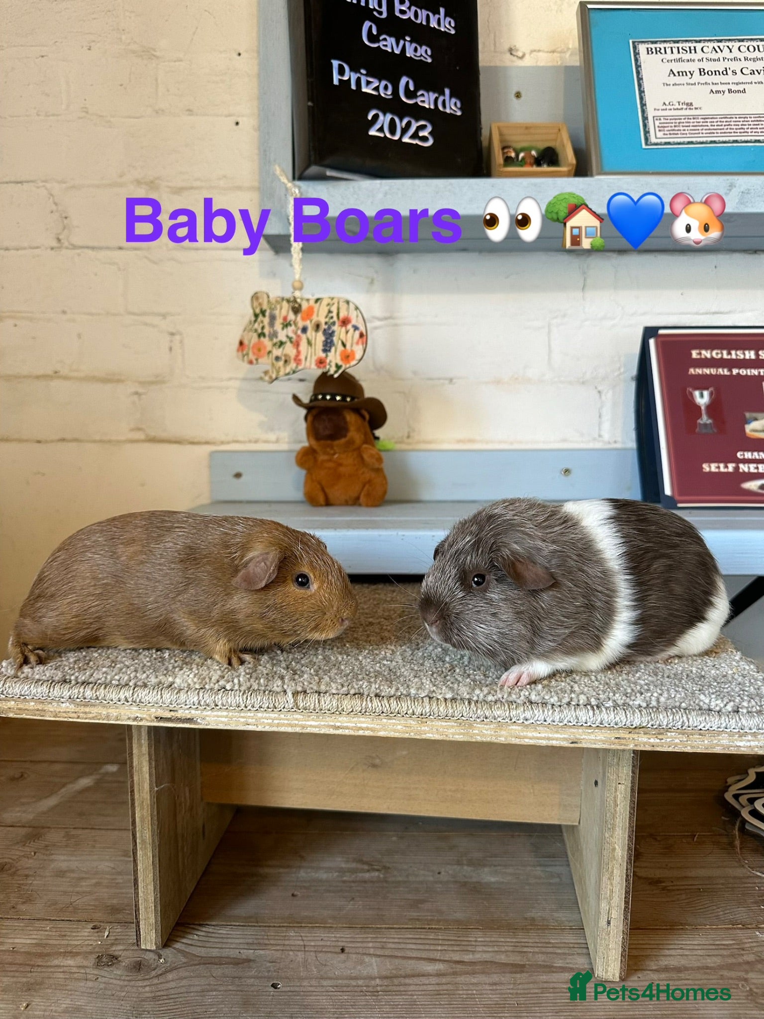 Guinea Pig rodents Lots of Guinea Pig Ready to pick and Choose From - Advert 1