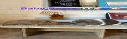 Guinea Pig rodents for sale: Lots of Guinea Pig Ready to pick and Choose From - Advert 1