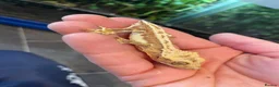 Mixed Breed reptiles for sale: Reptiles for sale in Taunton - Advert 10