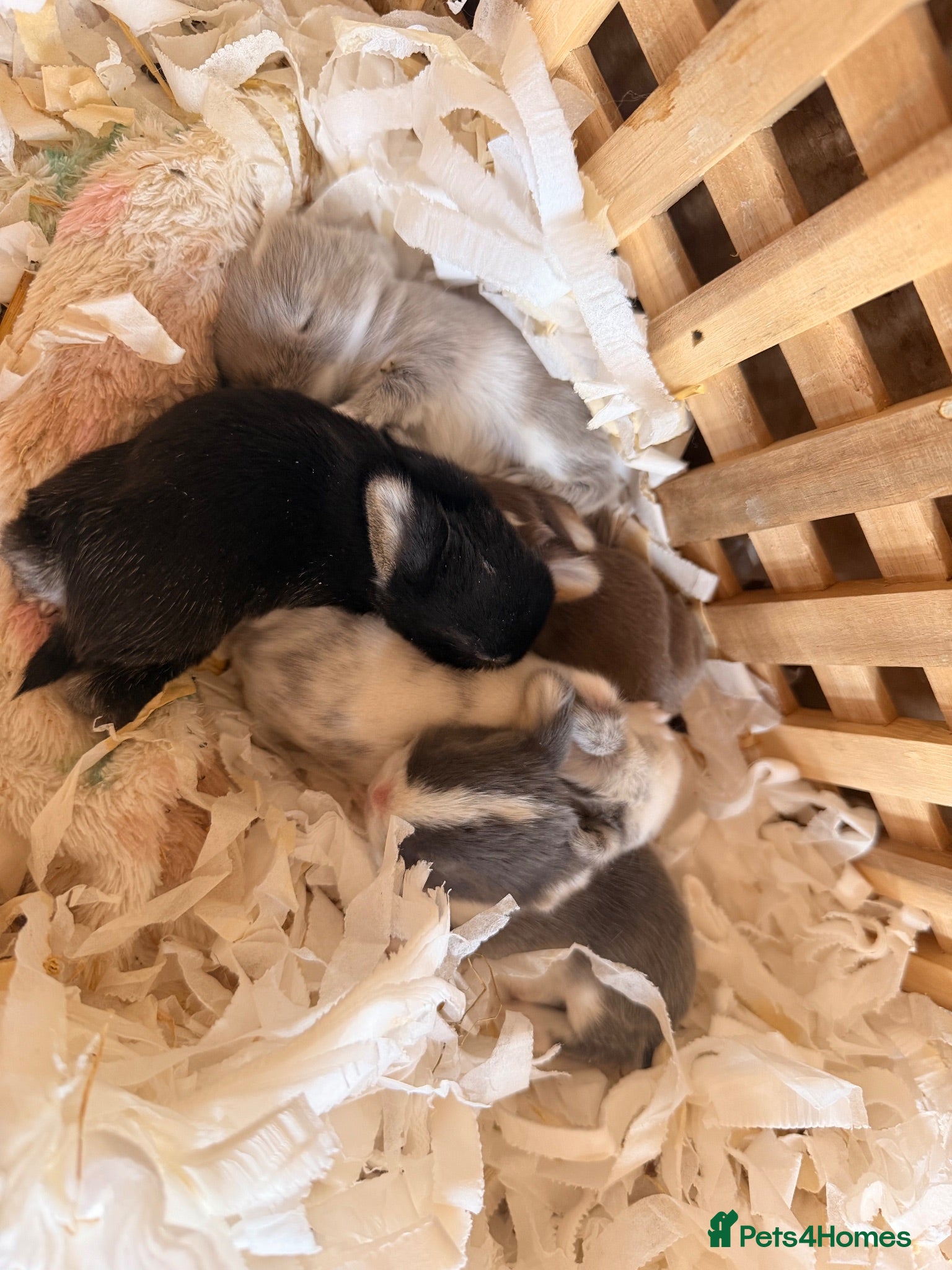 Dwarf Lop rabbits Litter of four available to reserve from 12.08.26 - Advert 14