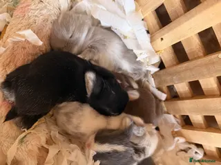 Dwarf Lop rabbits Litter of four available to reserve from 12.08.26 - Advert 14