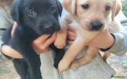 Labrador Retriever dogs for sale: KC Registered Labrador Retriever Puppies in Ross-on-Wye - Image 18