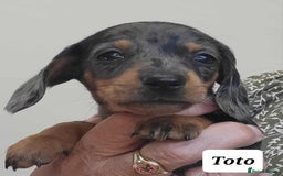 Miniature Dachshund dogs for sale: QUALITY MINIATURE DACHSHUND SMOOTH PUPS - Image 20