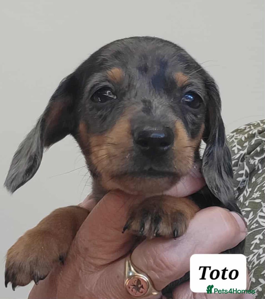 Miniature Dachshund dogs for sale: QUALITY MINIATURE DACHSHUND SMOOTH PUPS - Image 20