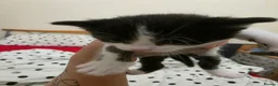 Mixed Breed cats for sale: Male Kitten  in Stockport - Advert 3