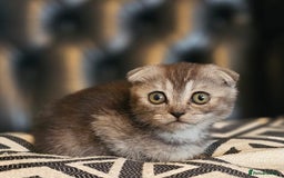 Scottish Fold cats for sale: Beautiful Scottish fold/straight kittens  - Image 8