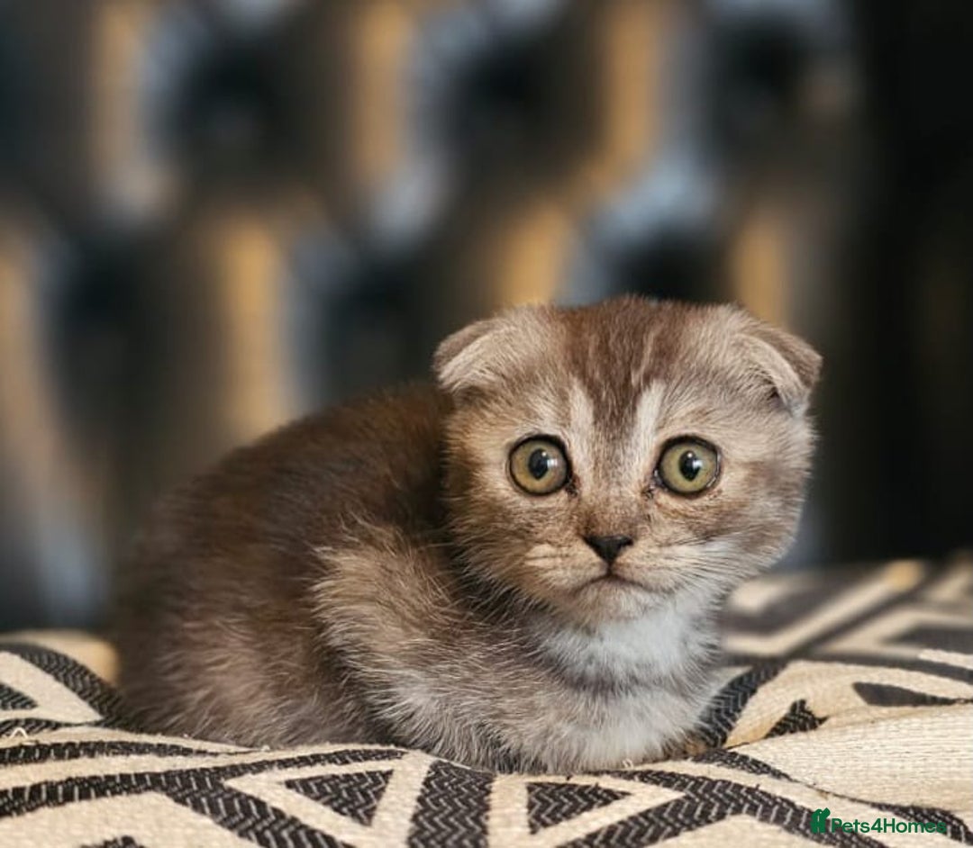 Scottish Fold cats for sale: Beautiful Scottish fold/straight kittens  - Image 8