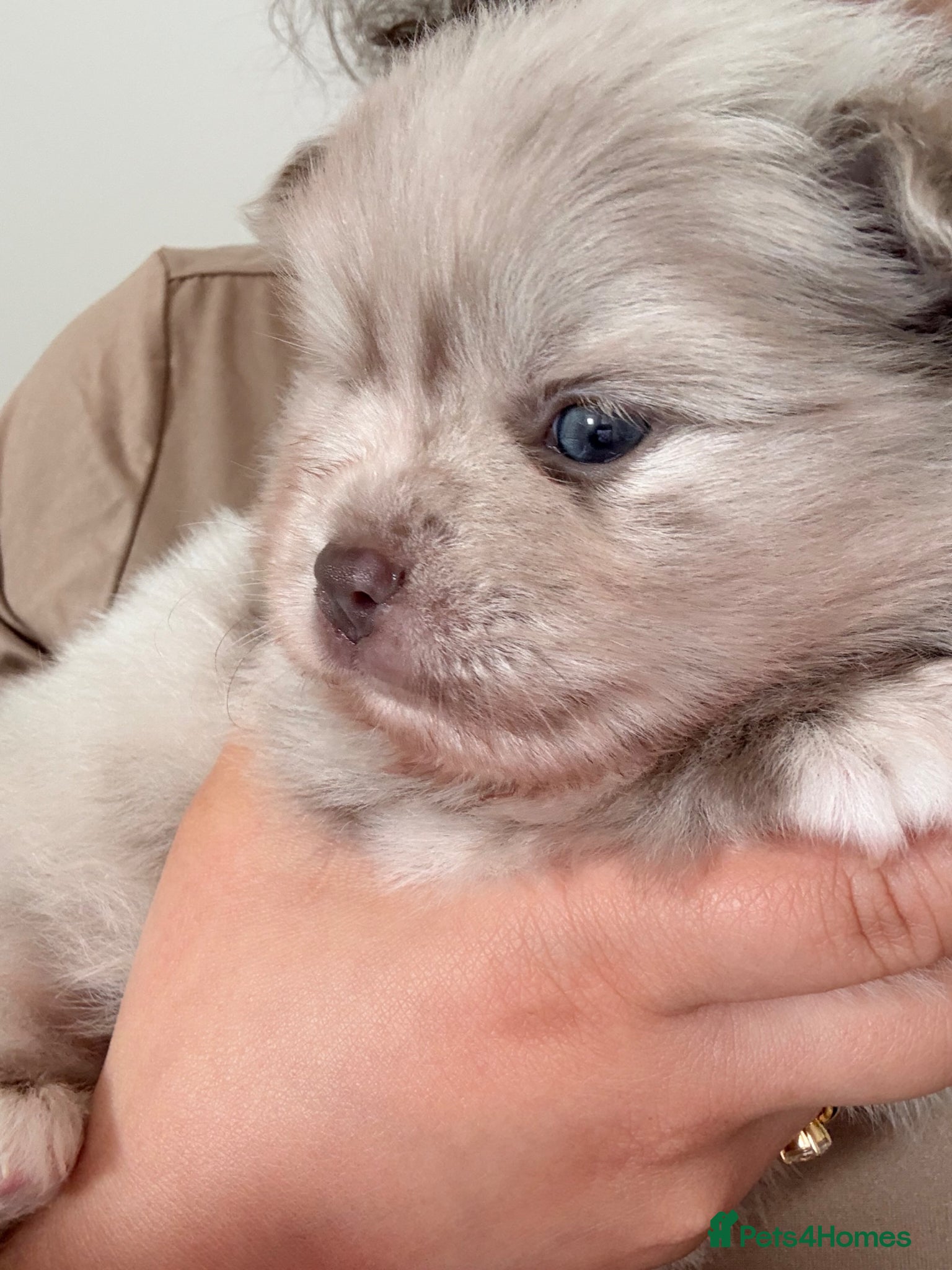 Pomeranian dogs Beautiful white and lilac female Pomeranian  - Advert 1