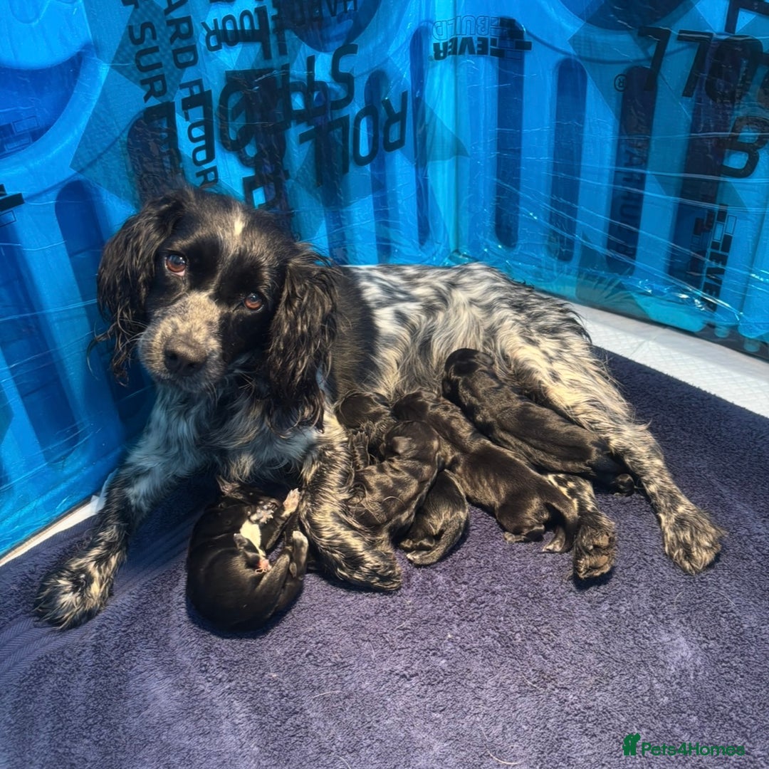 Mixed Breed dogs for sale: Top Quality F1 Docker Puppies - Image 3