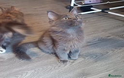 Maine Coon cats for sale: Maine Coon kittens in Manchester  - Image 16