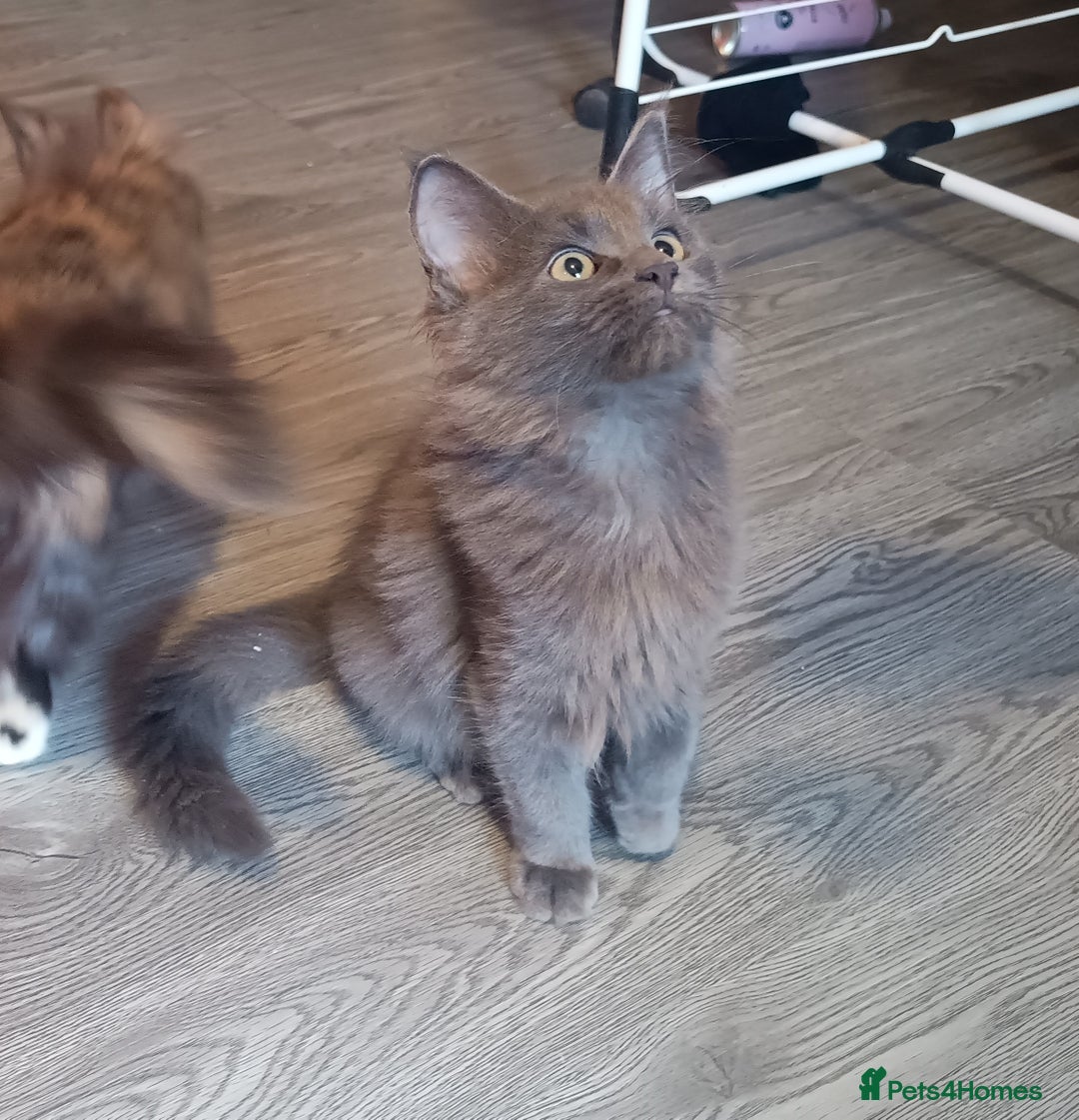 Maine Coon cats for sale: Maine Coon kittens in Manchester  - Image 16