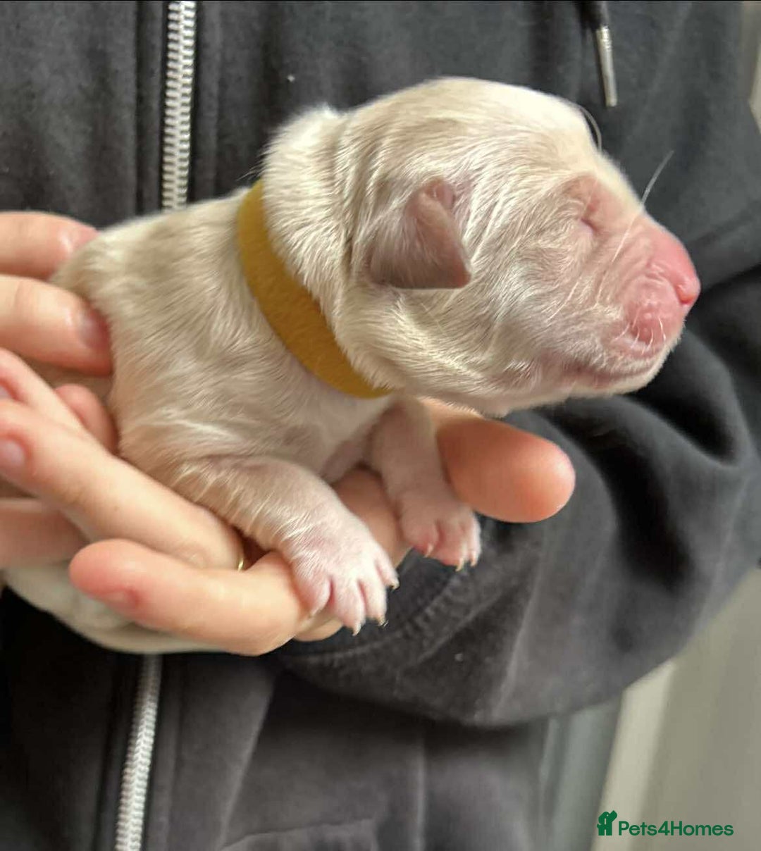 Golden Retriever dogs for sale: Gorgeous Golden Retriever Puppies!! - Image 11