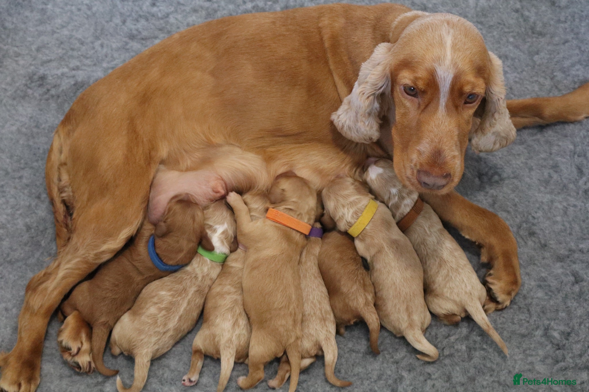 Cockapoo dogs F1 COCKAPOOS 5* LICENSED BREEDER - Advert 1