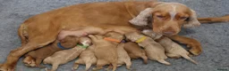 Cockapoo dogs for sale: F1 COCKAPOOS 5* LICENSED BREEDER - Advert 1