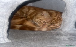 American Shorthair cats for sale: Male Ginger cat - Image 1