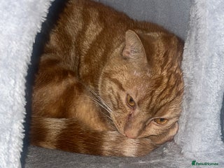 American Shorthair cats for sale - Advert 1