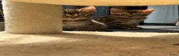 Bengal cats for sale: Bengal kittens pedigreed and Registered - Advert 7