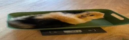 Guinea Pig rodents for sale: 2x female guinea pigs with set-up in Bristol - Advert 4
