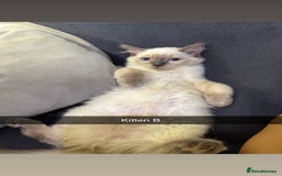 Ragdoll cats for sale: Bluepoint ragdolls  - Image 10