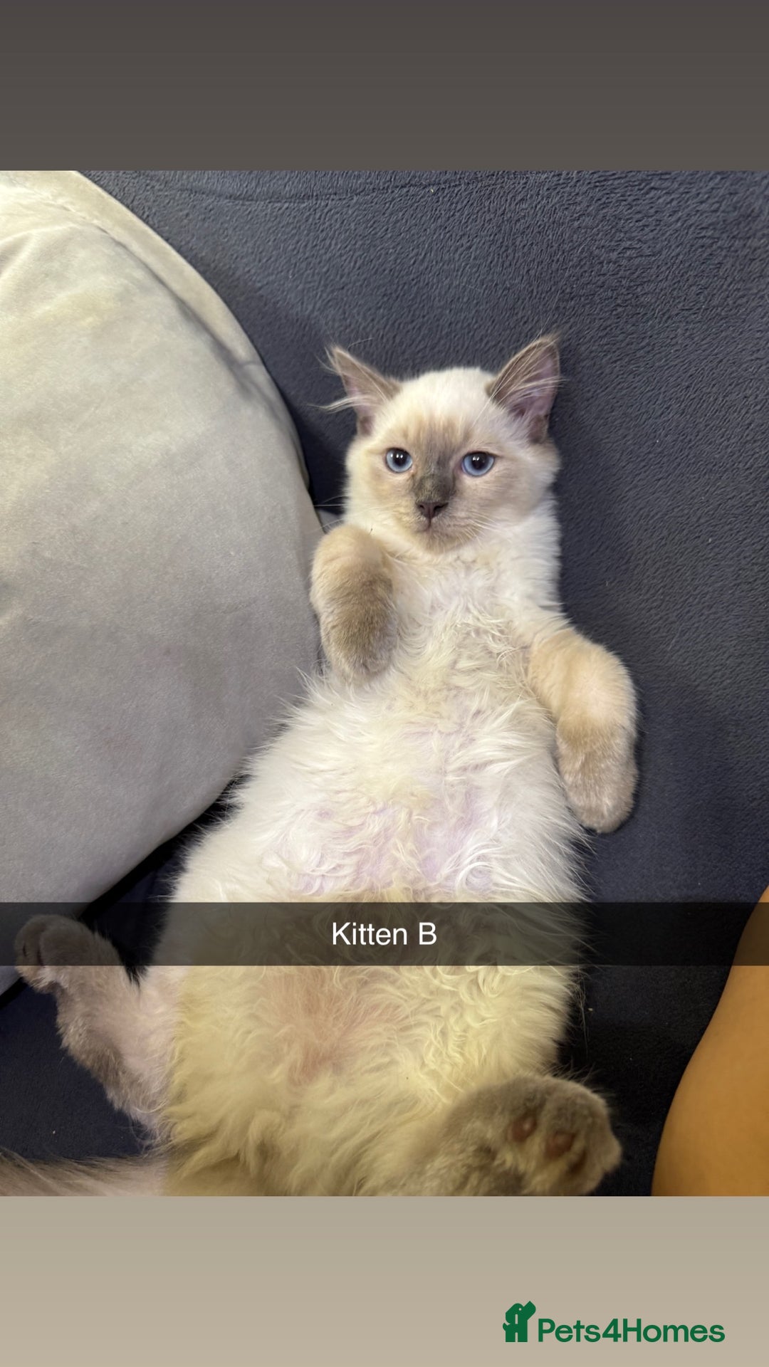 Ragdoll cats for sale: Bluepoint ragdolls  - Image 10