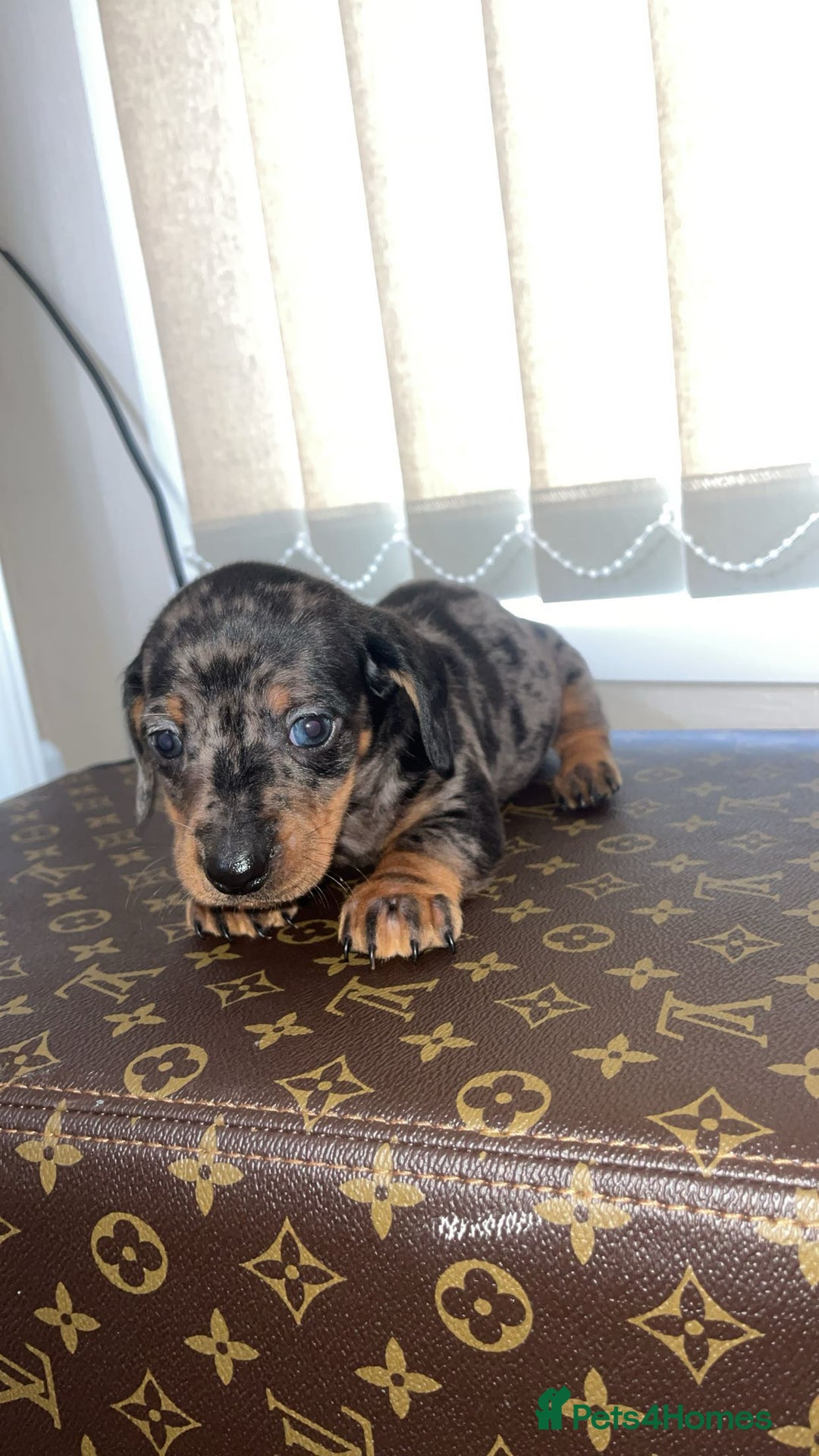 Miniature Dachshund dogs for sale: Miniature dachshund puppies - Advert 10