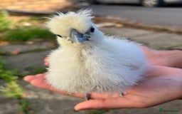 Chickens poultry for sale: DISCOUNTED pure breed chicks for sale! - Image 2