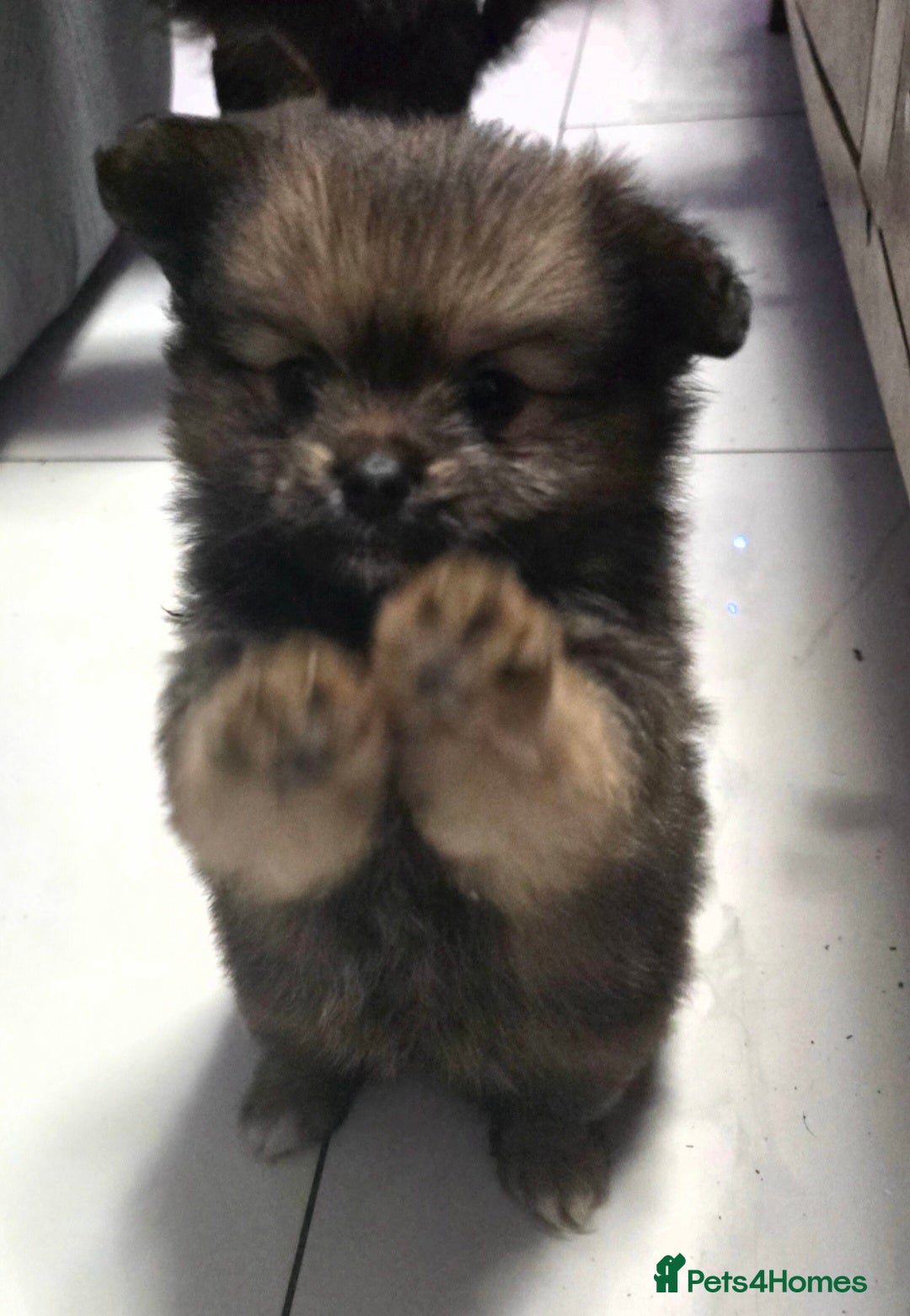 Mixed Breed dogs for sale: Tiny  **  Yorkiepom boy READY NOW  - Advert 14