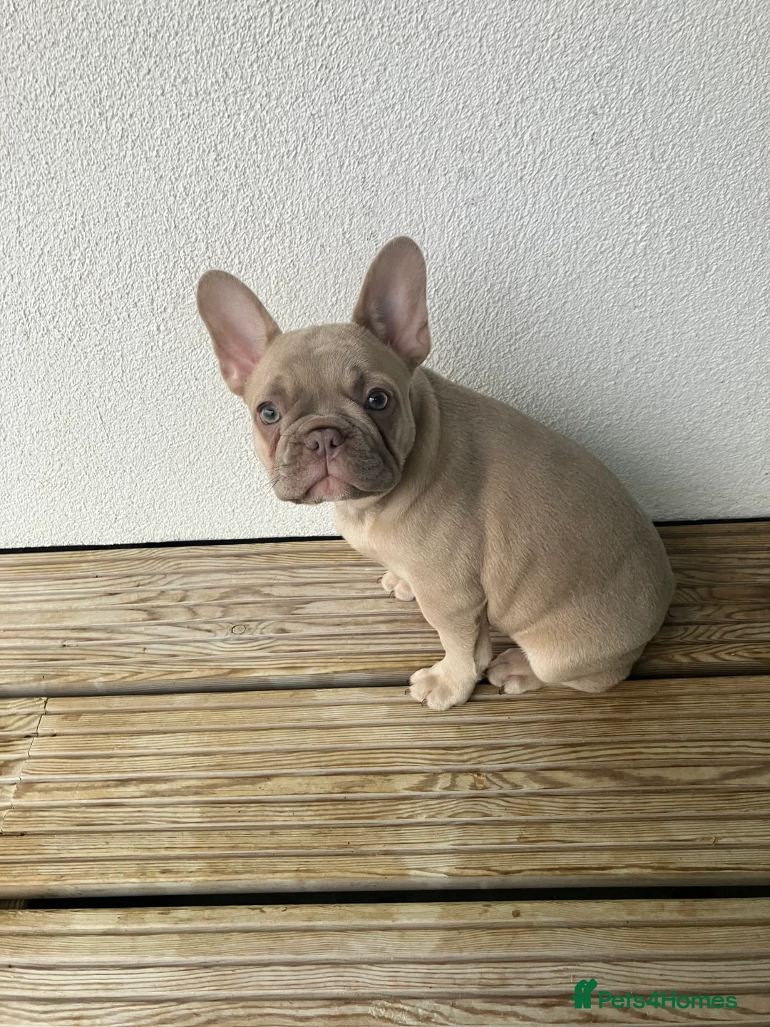 French Bulldog dogs for sale: Female French bull dog  - Advert 1