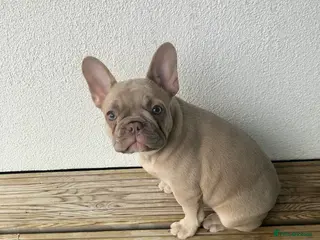 French Bulldog dogs Female French bull dog - Advert 1