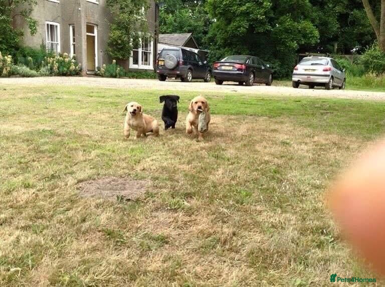 Labrador Retriever dogs Stunning lab puppies ready this weekend  - Advert 1