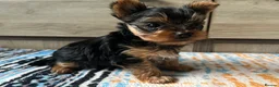 Yorkshire Terrier dogs for sale: 🐾We have lovely miniature boy🐾 - Advert 4