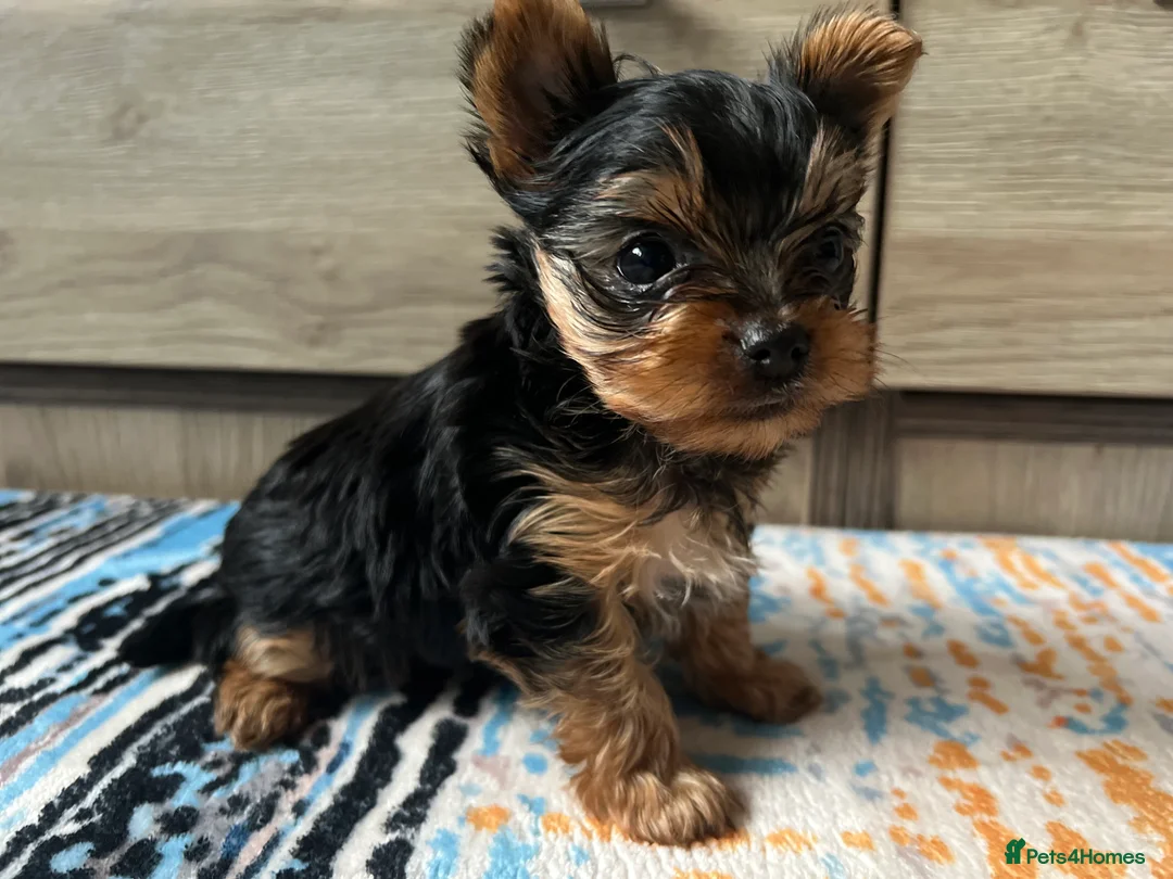 Yorkshire Terrier dogs for sale: 🐾We have lovely miniature boy🐾 - Advert 4