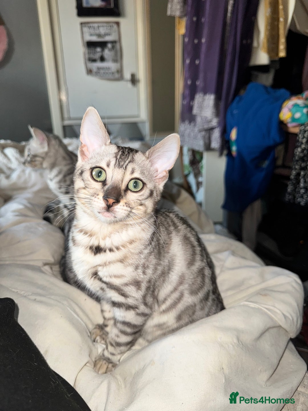 Bengal cats for sale: Tica registered beautiful kittens - Advert 13