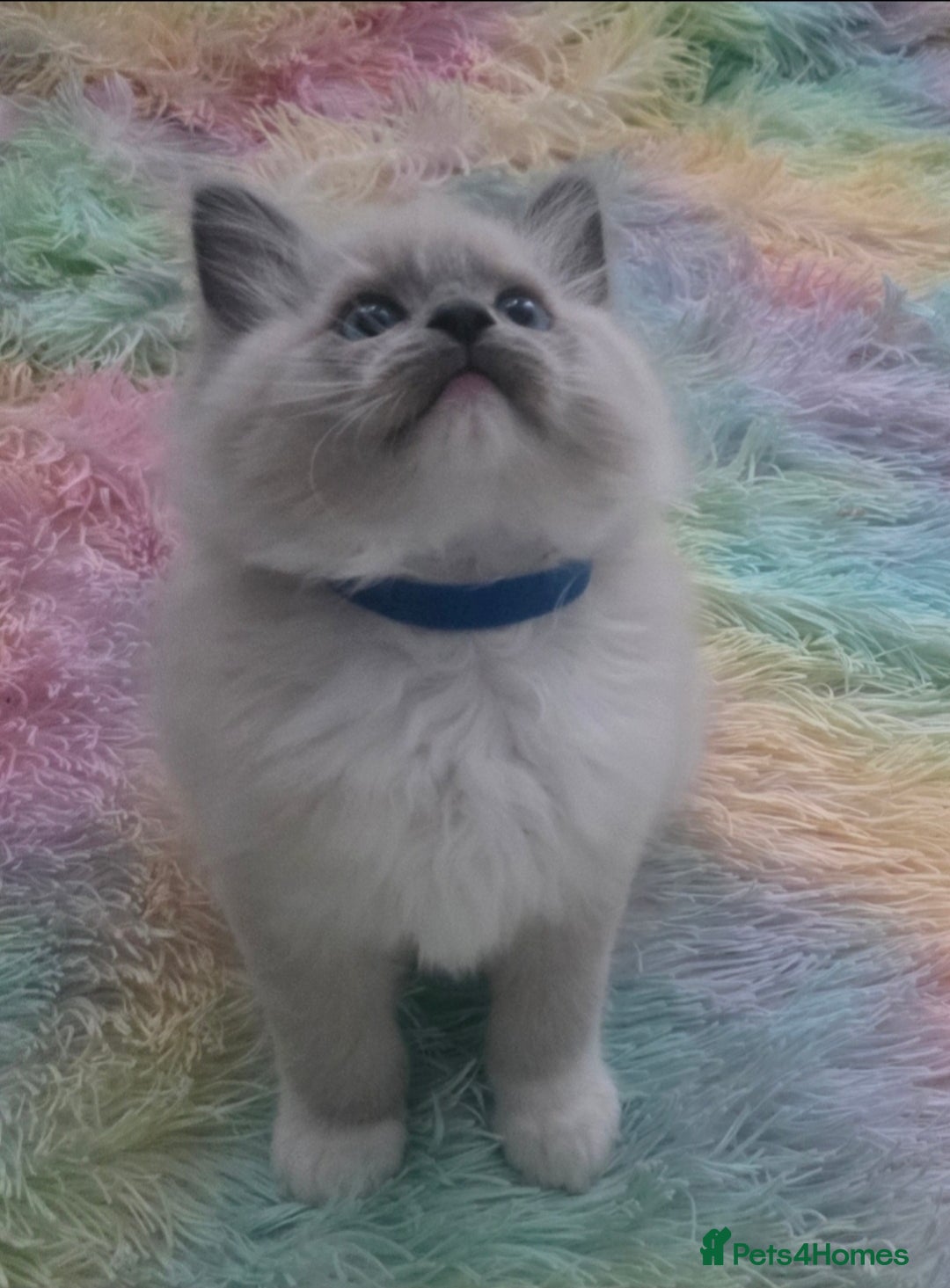 Ragdoll cats for sale: Stunning Ragdolls  - Image 3