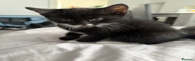Mixed Breed Kitten 4