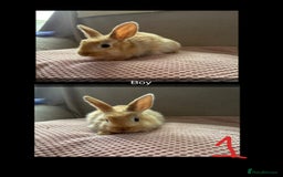 Mixed Breed rabbits for sale: Gorgeous baby bunnys - Image 1