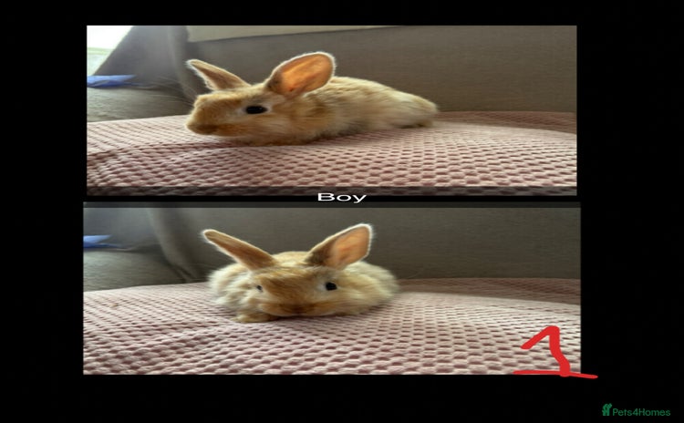 Mixed Breed rabbits - Advert 1