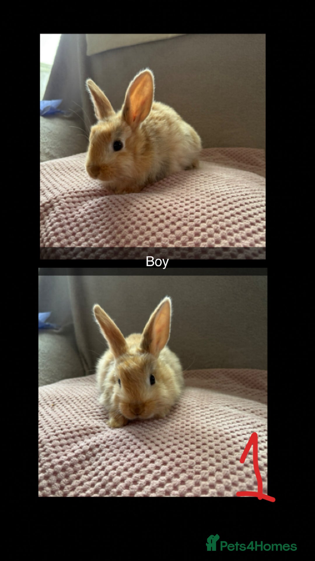 Mixed Breed rabbits for sale: Gorgeous baby bunnys - Image 1