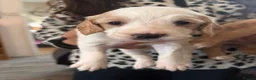 Cocker Spaniel dogs for sale: Working cocker spaniel puppies  - Advert 7