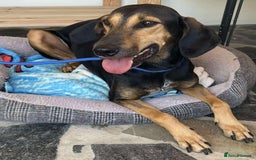 Mixed Breed dogs for adoption: Cinnamon needs a loving home  - Image 28