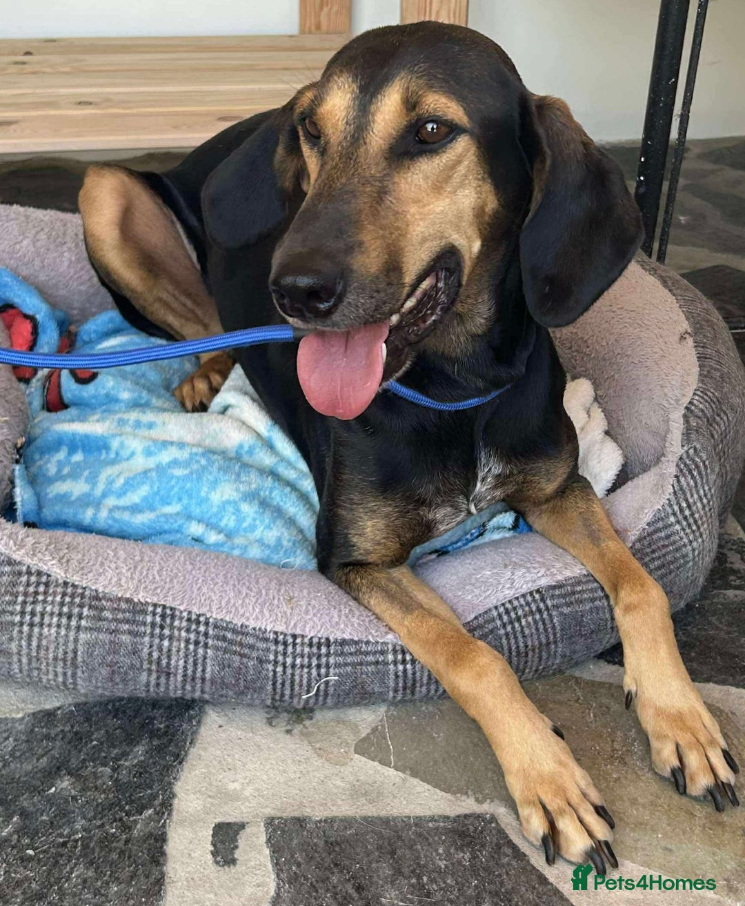 Mixed Breed dogs for adoption: Cinnamon needs a loving home  - Image 28
