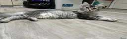 Maine Coon cats for sale: Regome three Tica kittens  - Advert 1