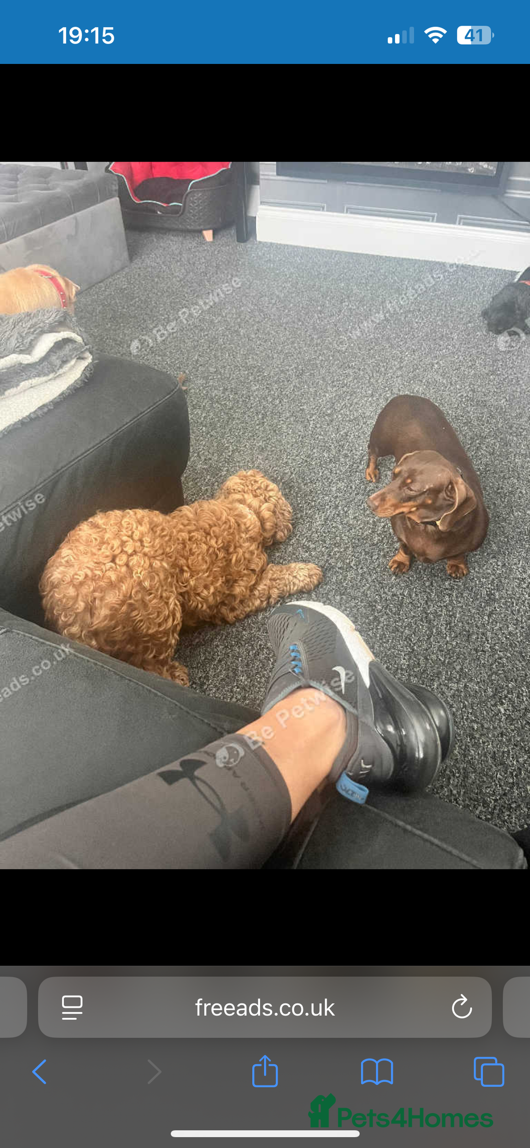 Miniature Dachshund dogs for sale: Miniature dachshund girl 3 years old  - Advert 6