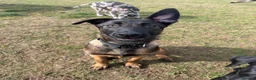 Belgian Shepherd Dog dogs for sale: 6 month old Belgian Malinois  - Advert 6