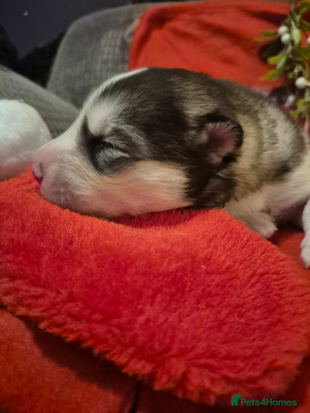 Alaskan Malamute dogs for sale: Beautiful husky malmute puppies - Advert 7