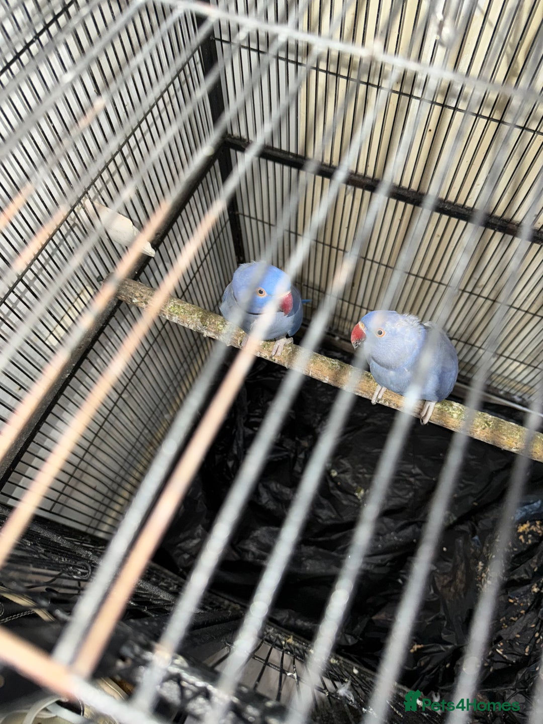 Ringnecks birds for sale: Ringneck pair Violet  - Advert 6