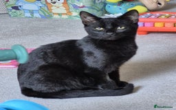 Mixed Breed cats for sale: Male kitten 6 months old  - Image 3