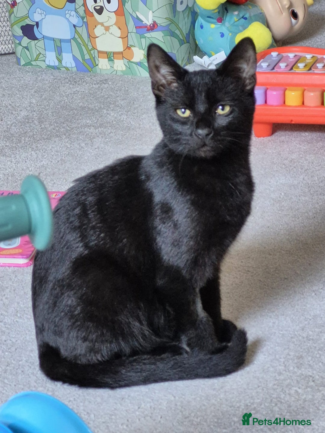Mixed Breed cats for sale: Male kitten 6 months old  - Image 3